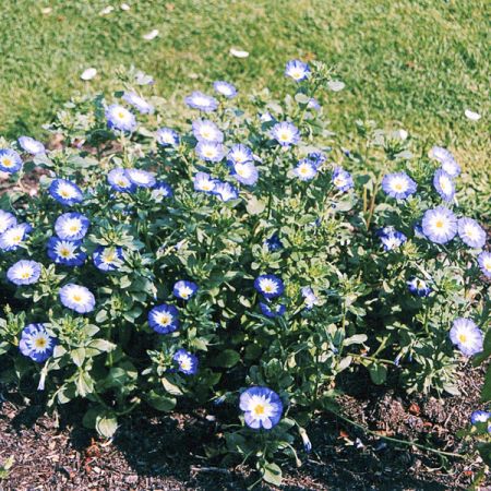 Belle de jour - Convolvulus tricolor - Le Jardin du Pic Vert