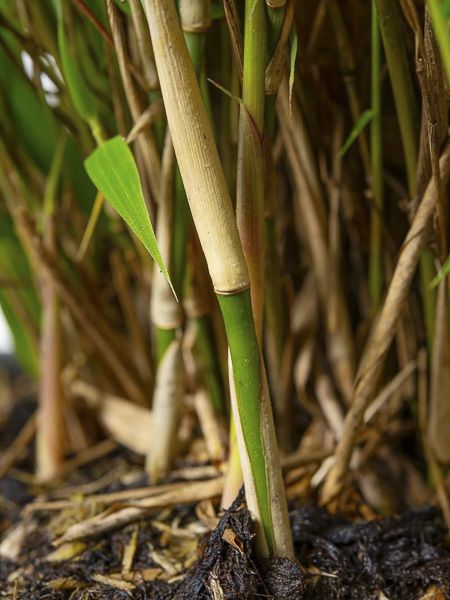palme knstlich ikea Knstliche Hawaii-Palme mit Naturstamm und 18 Palmenwedel. Textil.  Pflegefrei. 100 cm Hhe