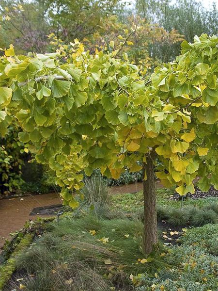 Ginkgo biloba 'Pendula'