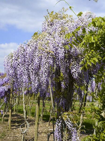 Glycine 'Grande Diva Maria' - Wisteria venusta 'Grande Diva Maria' - Le  Jardin du Pic Vert