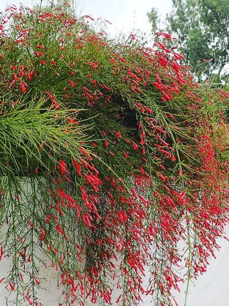 Goutte de sang, Plante corail - Russelia equisetiformis - Le Jardin du Pic  Vert