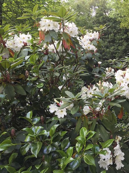 rhododendron rote flecken Rhododendron 'Wee Bee'