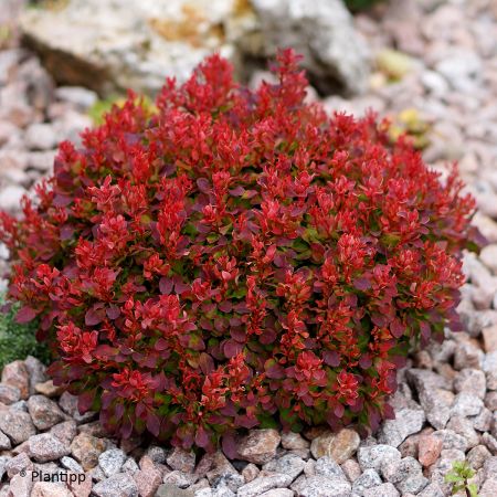 Graines D'épine-vinette Rouge (Berberis Thunbergii) - 15 Graines Pour Arbuste Décoratif épineux, Baies Rouges - Plante De Jardin - 7