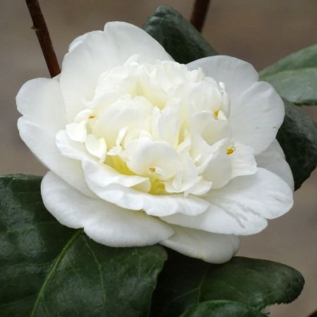Camlia du Japon 'Nobilissima ' - Camellia japonica 'Nobilissima ' - Le  Jardin du Pic Vert