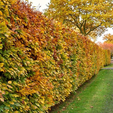 Charme Commun (Carpinus Betulus) | 80 Cm En Racines Nues | Pour Haie Ou Topiaire | Feuillage Doré En Automne | À Planter En Automne-hiver - 10