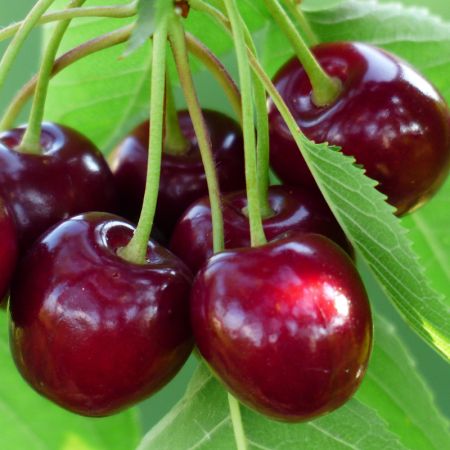 Prunus avium 'Boas' ® Cerisier colonnaire, pot de 3 litres