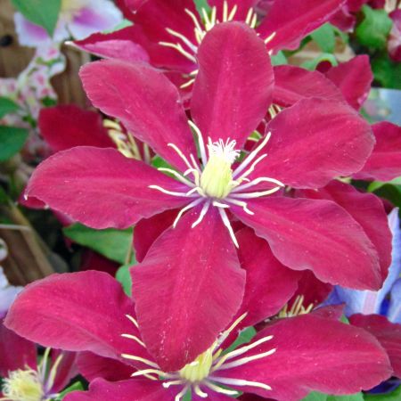 Clématite 'Niobe' - clematis 3L - 60/90cm JAVOY PLANTES
