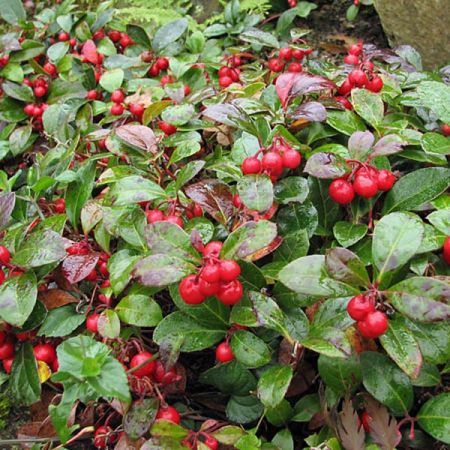 Gaulthrie couche - Gaultheria procumbens - Le Jardin du Pic Vert