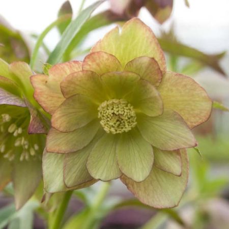 helleborus party dress Helleborus  hybridus Party Dress Group (d)