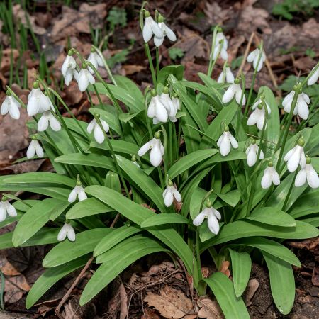 Lot De 10 Bulbes Galanthus Woronowii - Perce Neige - La Ain Verte