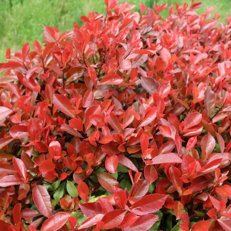 Photinia 'Dynamo Red' - Photinia x fraseri 'Dynamo Red' - Le Jardin du Pic  Vert