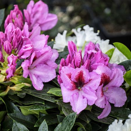 Rhododendron 'Kokardia' - Rhododendron - Le Jardin du Pic Vert
