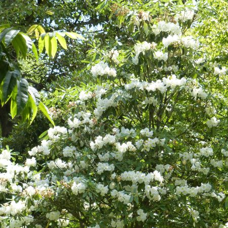 Rhododendron 'Polar Bear' - Rhododendron 'Polar Bear' - Le Jardin du Pic  Vert