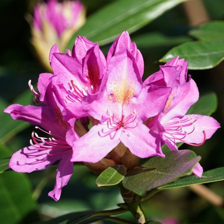 Rhododendron ponticum 'Roseum' - Rhododendron ponticum - Le Jardin du Pic  Vert