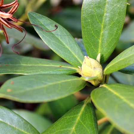 Rhododendron yakushimanum 'Sneezy' - Rhododendron yakushimanum - Le Jardin  du Pic Vert