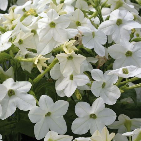 Tabac d'ornement 'Perfume F1 White' Nicotiana x sanderae