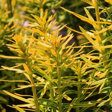 If commun 'Kupfergold' - Taxus baccata - Le Jardin du Pic Vert
