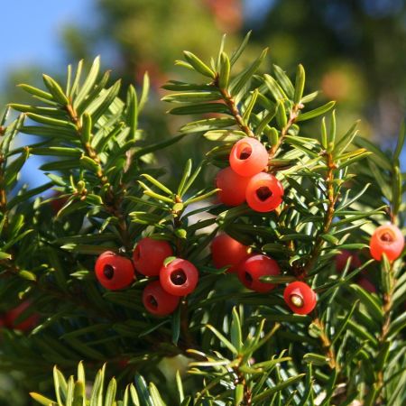 Taxus cuspidata - If du Japon