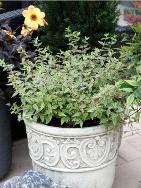 Abélia à grandes fleurs 'Lucky Lots'