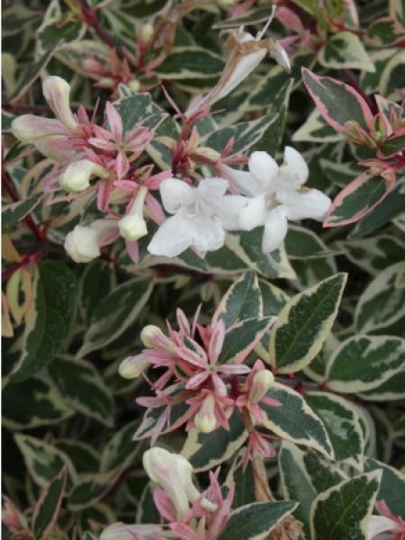 Abélia à grandes fleurs 'Panaché'