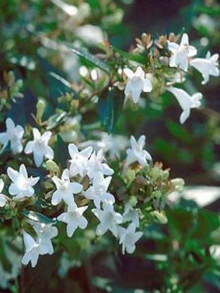 Abélia à grandes fleurs 'Prostrata'