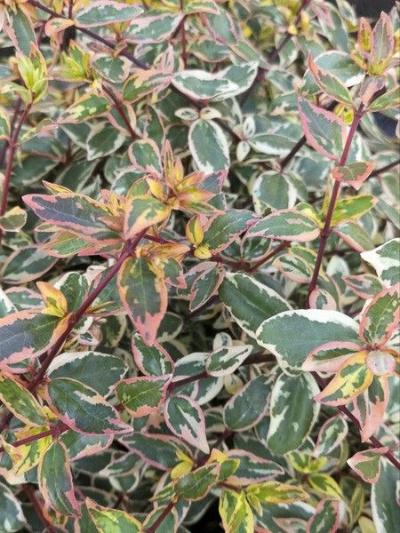 Abélia à grandes fleurs 'Tricolor Charm'