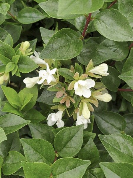 Abélia 'Little Richard '