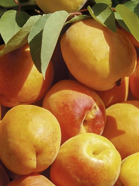 Abricotier 'Rouge Tardif Delbard 'Delmast''