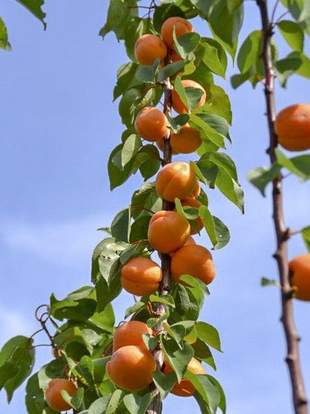 Abricotier 'Rustique Des Pyrénées bourquin'