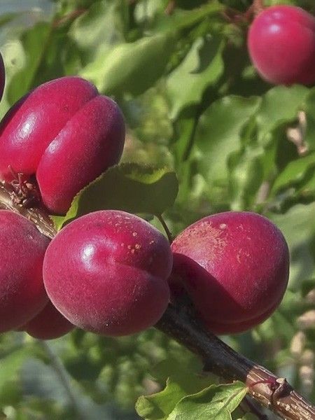 Abricotier 'Sunrosso'