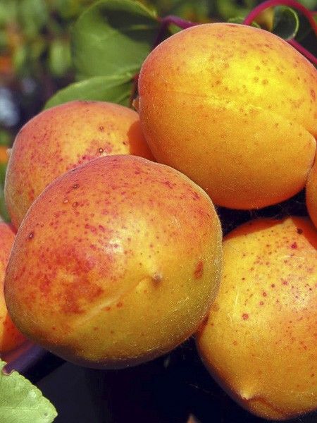 Abricotier 'Tardif de Tain'