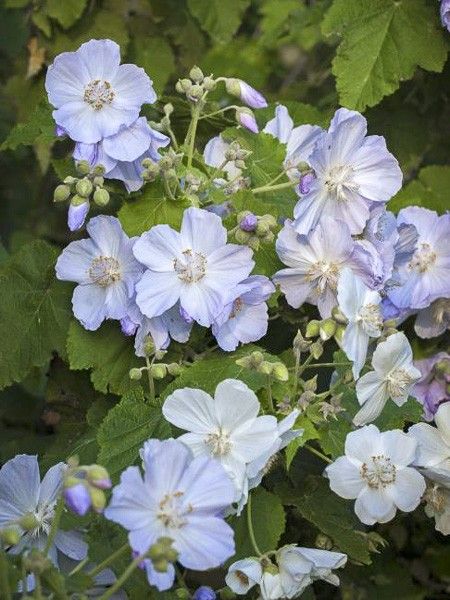 Abutilon à feuilles de vigne