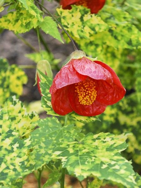 Abutilon 'Cannington Carol'