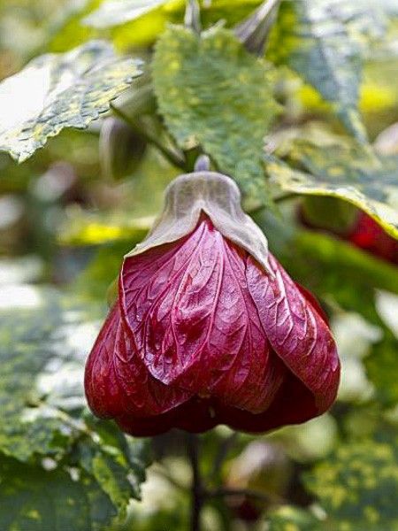 Abutilon 'Cannington Peter'