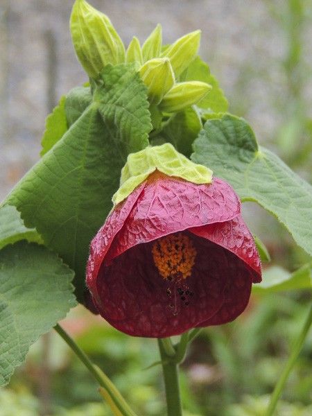 Abutilon 'Cerise Queen'