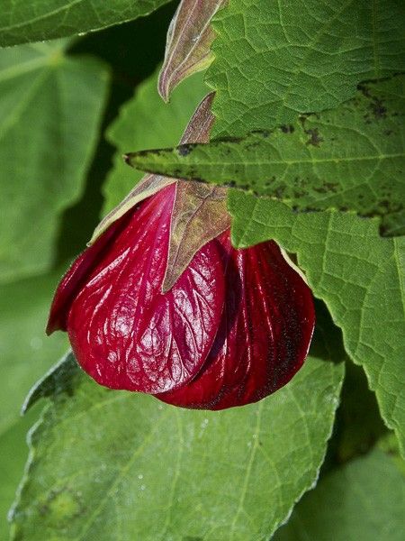 Abutilon 'Nabob'