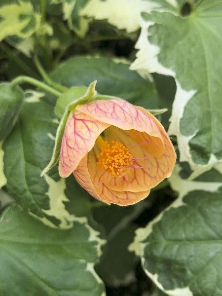 Abutilon 'Savitzii'