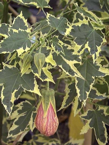 Abutilon 'Souvenir de Bonn'