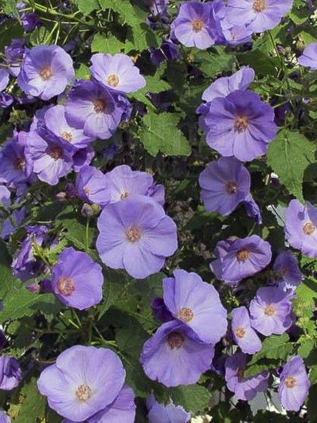 Abutilon Suntense