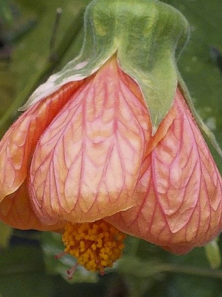 Abutilon 'Thompsonii'