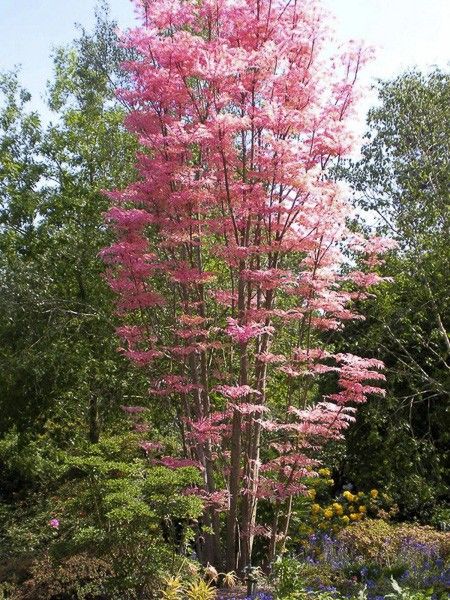 Acajou de Chine 'Flamingo'