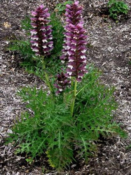 freund plant ohne mich Tweedies Perlkraut Micranthemum Monte Carlo main image 0