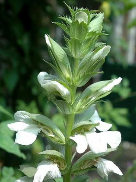 Acanthe mollis 'Alba'