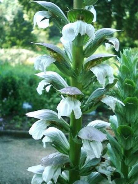 Acanthe mollis 'Jeff Albus'