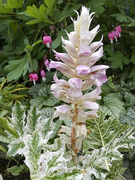 Acanthe mollis 'Tasmanian Angel'