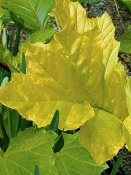 Acanthus mollis 'Hollard's Gold'