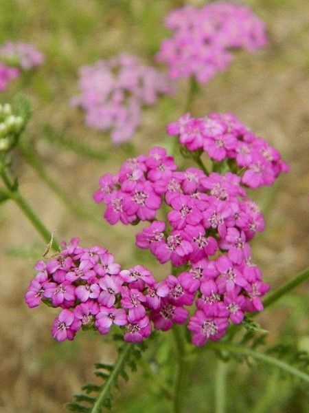Achillée asplenifolia