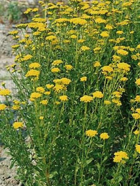 Achillée 'Cloth Of Gold'