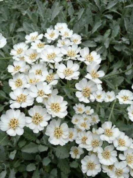 Achillée en ombelle