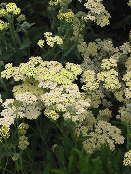 Achillée millefeuille 'Alabaster'